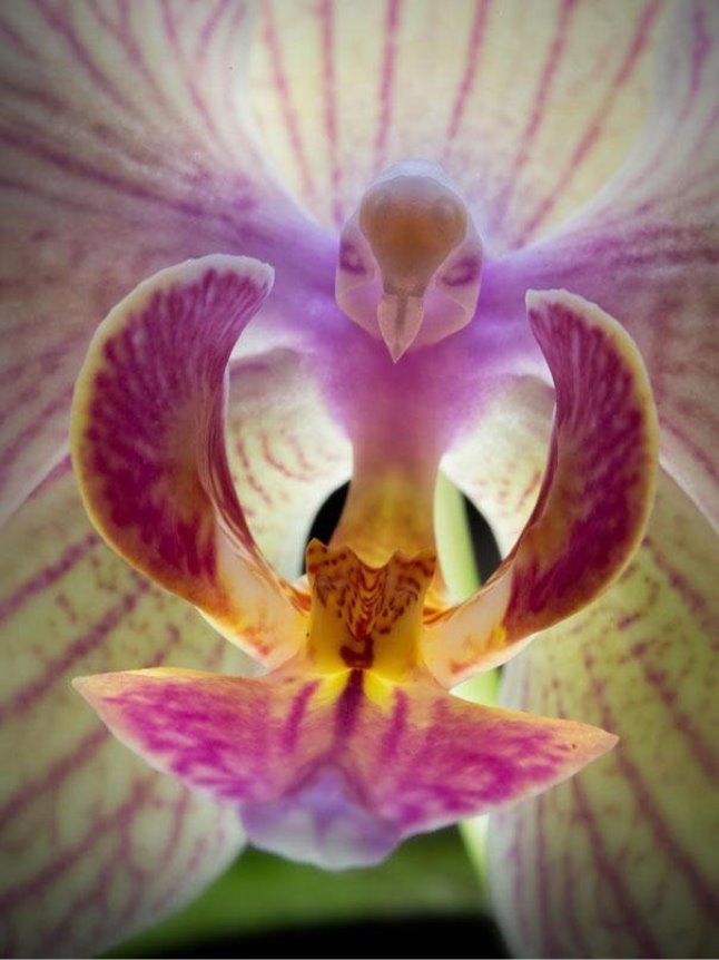 C:\Users\Home\Downloads\original-flowers_look_like_something_else_2.jpg